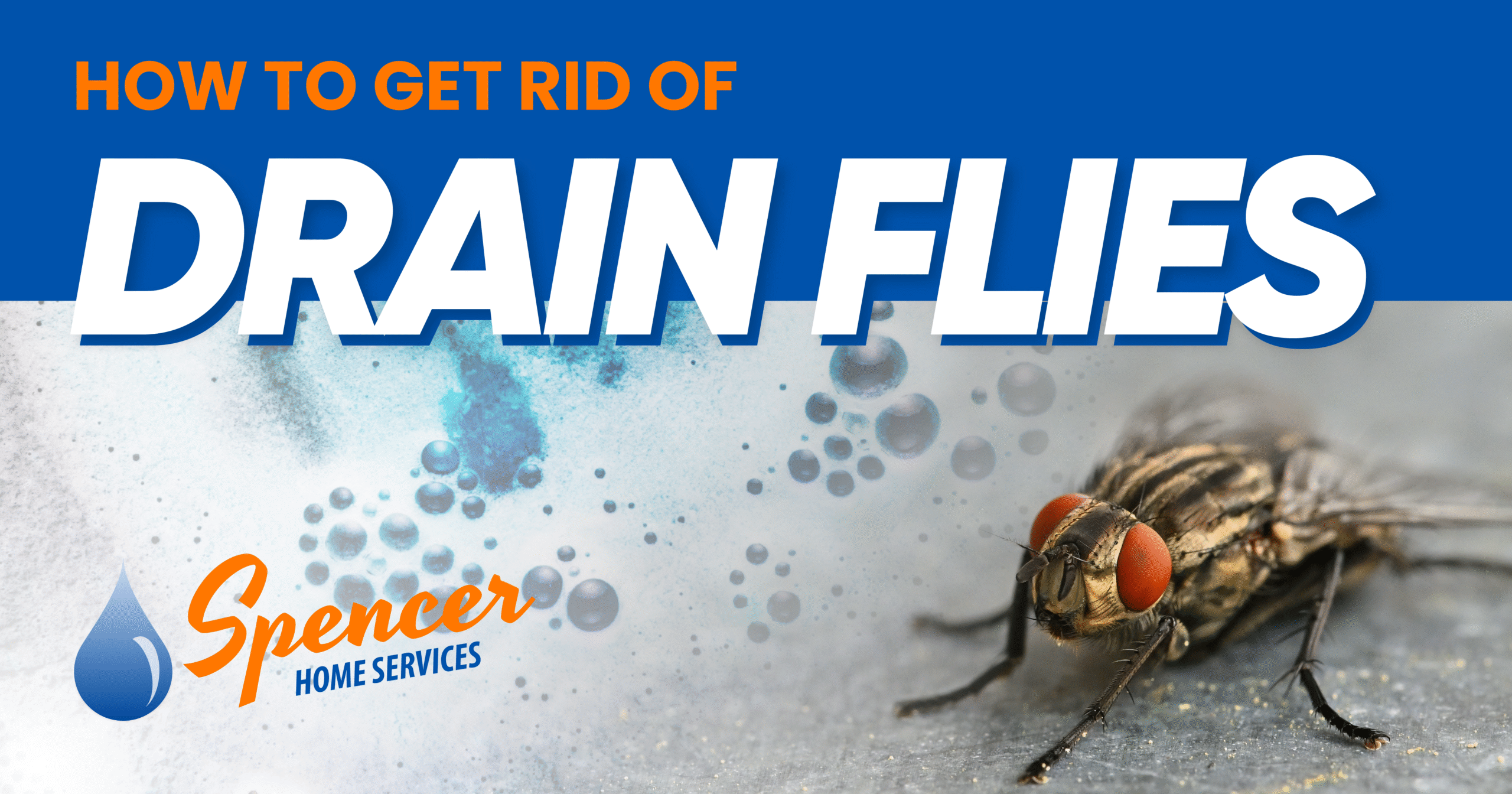 Close-up of a drain fly with text overlay: "How to get rid of drain flies" and the Spencer Home Services logo, highlighting expert drain fly removal tips.